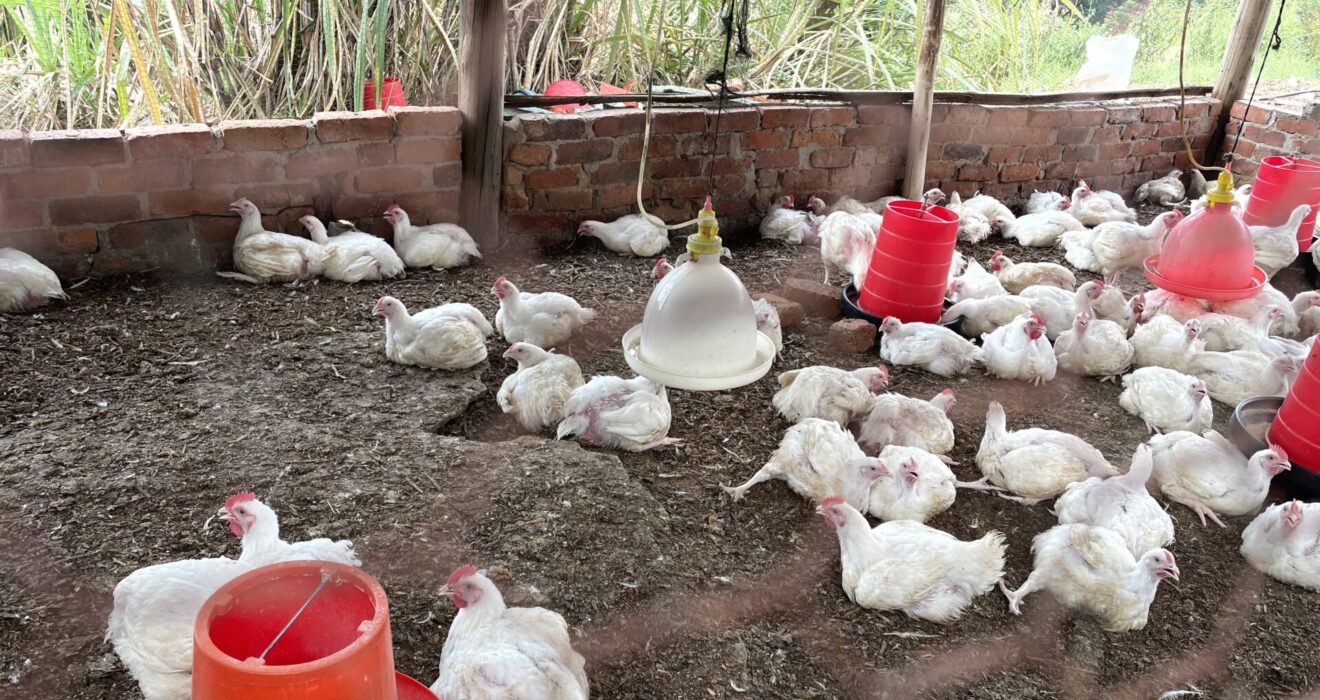 Technical Advisor for Inclusive Poultry Value Chain Green Technologies in Zimbabwe